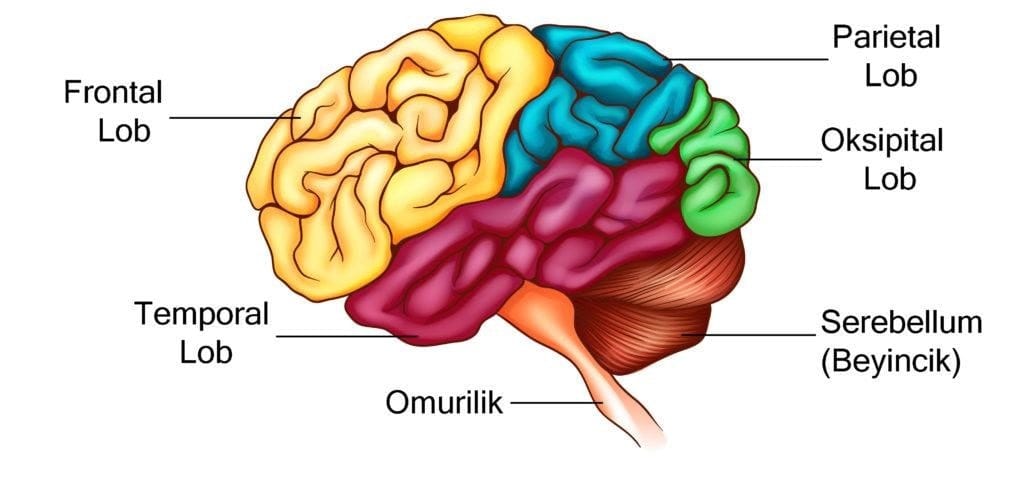 Capabilities of the human brain. Мозг анатомия. головной мозг анатомия. brain structure.